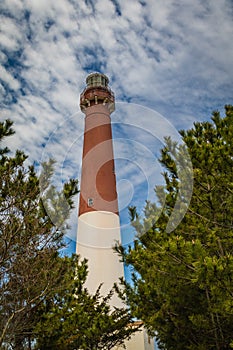 Barnegat Lighthouse on Long Beach Island, NJ, surrounded by large evergreen pine trees on a sunny spring day with blue sky dotted