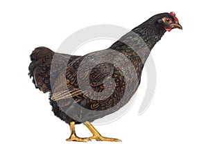 Barnevelder double-laced Hen isolated on white