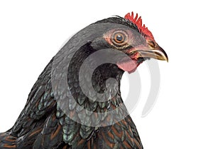 Barnevelder double-laced Hen isolated on white