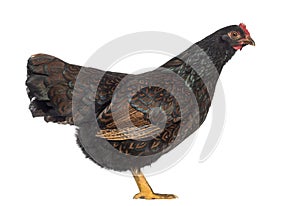 Barnevelder double-laced Hen isolated on white