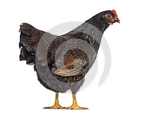 Barnevelder double-laced Hen stand up and isolated on white