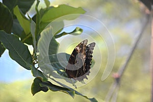 Barnowl Butterfly on a Leaf in a Garden