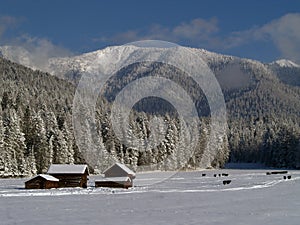 Barns, Cows and Snowy Mountains