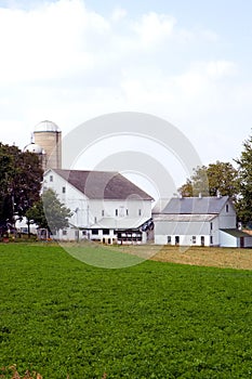 Barns and silos on farm