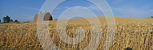 Barns and Wheat Fields