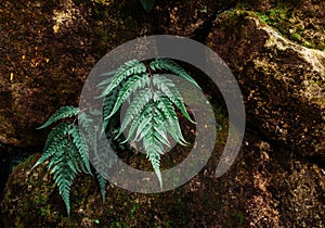 Barnsley fern, green fern leaves on dark color rocks, fern in na photo