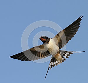 Barnswallow