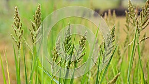 Close up of Barnyard grass or Cockspur or Echinochloa crus-galli