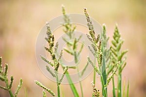 Close up of Barnyard grass or Cockspur or Echinochloa crus-galli