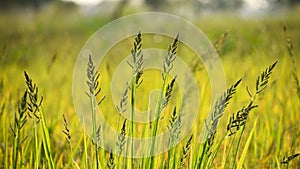 Barnyard grass or Cockspur or Echinochloa crus-galli with the yellow background