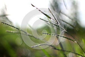 Barnyard grass