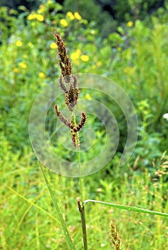 Barnyard Grass   61055