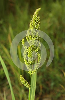 Barnyard millet bunch with green background.