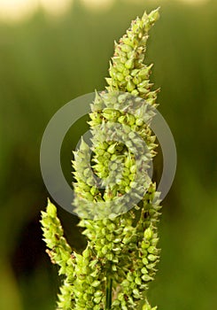 Barnyard millet bunch with green background.