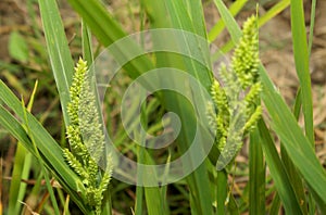 Barnyard millet bunch with leaves. photo