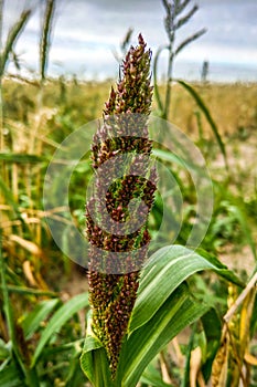 Barnyard millet. Echinochloa esculentaor Japanese millet. Nature