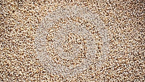 Barnyard millet grain