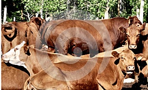 Barnyard Scene of Hereford Cows in a Pasture