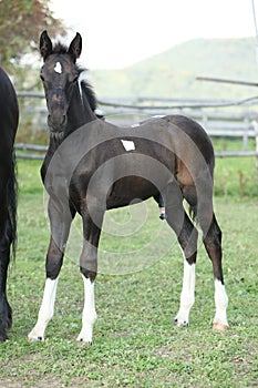Barock pinto foal on pasturage