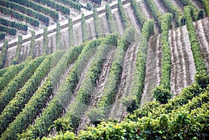 Barolo Grape-vine pattern in Italy