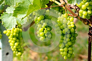 Barolo grapes photo