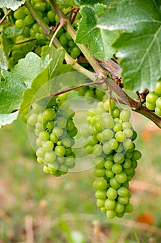 Barolo grapes in Italy