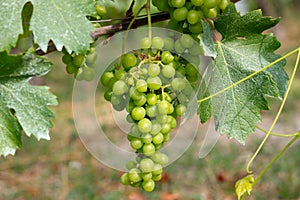 Barolo grapes in Italy photo