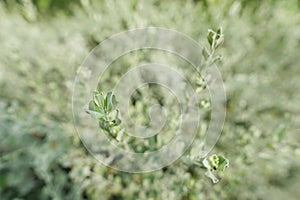 Barometer Bush on blurred background. Green background of the ground cover plants.