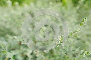 Barometer Bush on blurred background. Green background of the ground cover plants.