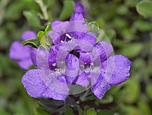 Barometer Bush flowers (Leucophyllum) in a garden in Houston, TX.