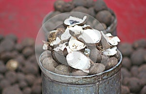Barometer earthstar mushroom in market, only have in rainy season