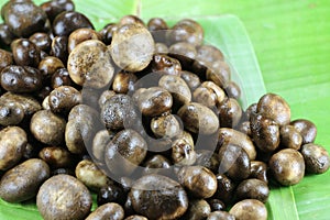 Barometer Earthstars or hygroscopic earthstar of mushroom Vegetable.