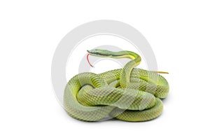 Baron`s green racer snake isolated on white background