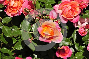 Barona Rose Garden Series - Disneyland Rose - Apricot Orange and Pink Rosa Centifolia