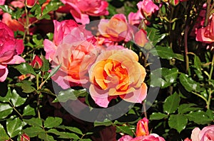 Barona Rose Garden Series - Disneyland Rose - Apricot Orange and Pink Rosa Centifolia