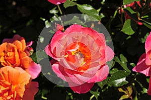 Barona Rose Garden Series - Disneyland Rose - Apricot Orange and Pink Rosa Centifolia
