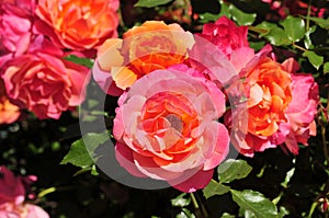 Barona Rose Garden Series - Disneyland Rose - Apricot Orange and Pink Rosa Centifolia