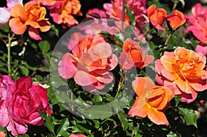 Barona Rose Garden Series - Disneyland Rose - Bright Apricot Orange and Golden Yellow Rosa Centifolia