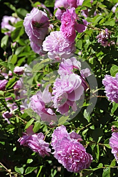 Barona Rose Garden Series - Harlow Carr - Pale Pink Rosa Centifolia