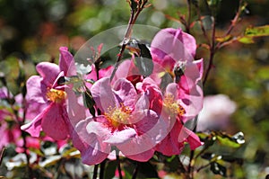 Barona Rose Garden Series - The Imposter - Hot Pink with Red Speckles and Yellow Center Rosa Centifolia
