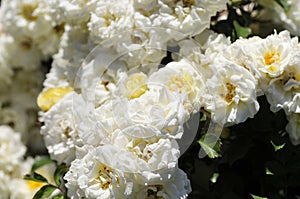 Barona Rose Garden Series - Ivory Drift - Pure White Rosa Centifolia