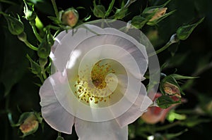 Barona Rose Garden Series - Kew Gardens - White Climber Rosa Centifolia