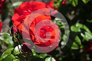 Barona Rose Garden Series - Light My Fire - Bright Red Orange Rosa Centifolia