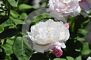 Barona Rose Garden Series - Mary Rose - White with Hint of Pink Rosa Centifolia