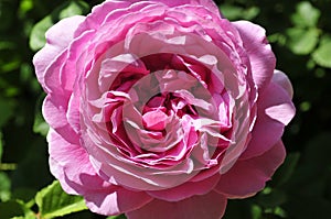 Barona Rose Garden Series - Princess Alexandra of Kent - Fragrant Pink Rosa Centifolia