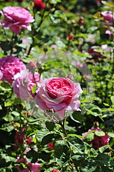 Barona Rose Garden Series - Princess Alexandra of Kent - Fragrant Pink Rosa Centifolia