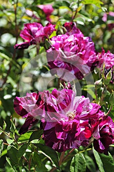Barona Rose Garden Series - Purple Tiger - Dark Red and Pink Striped Rosa Centifolia