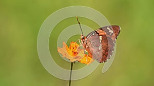 Baronet Butterfly on a flower