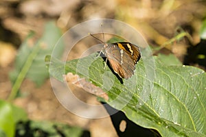 Baronet Butterfly with Folded Wings photo