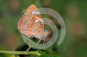 Baronet Butterfly